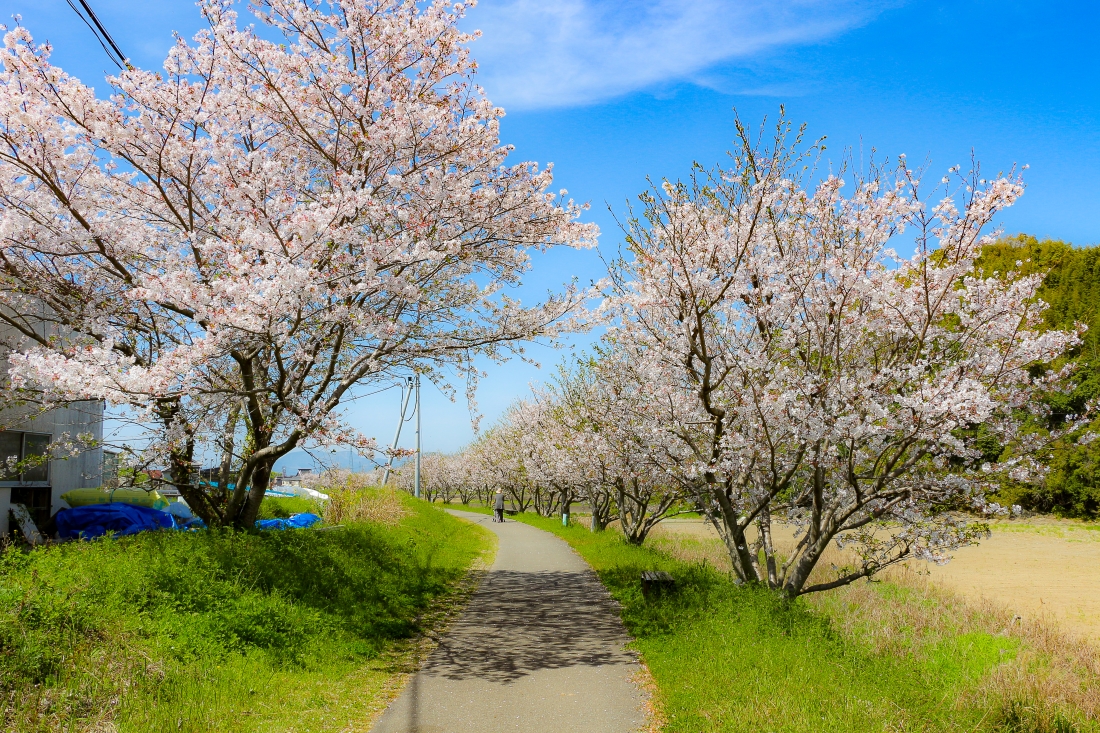 桜