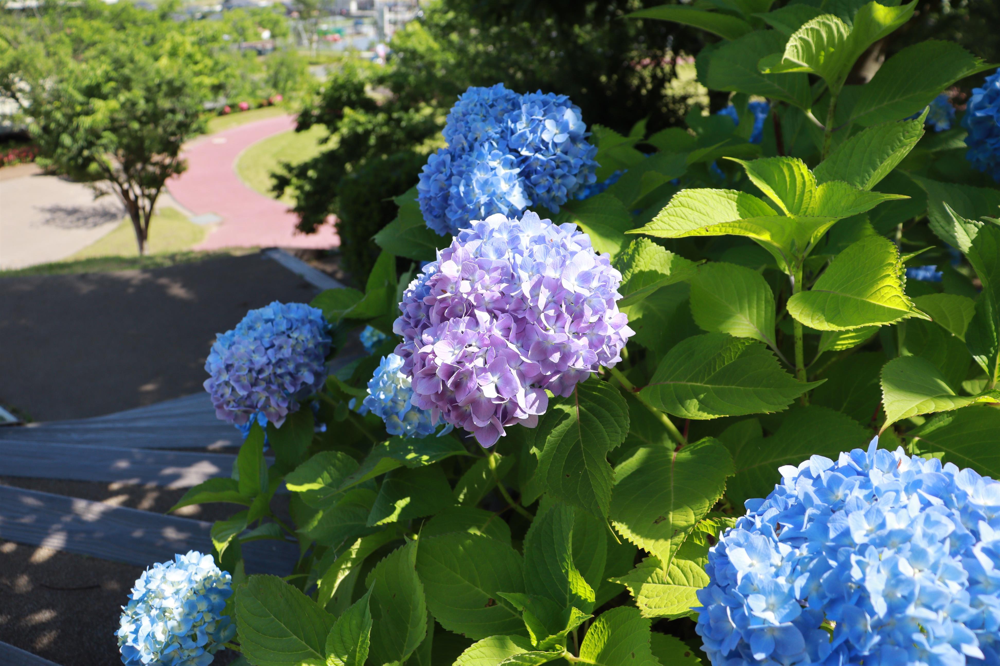 竜北公園のあじさい