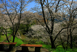 桜ヶ丘公園