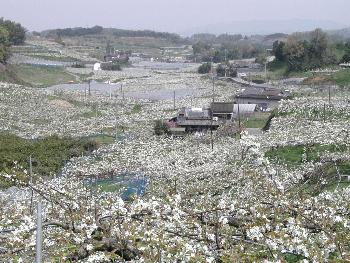 梨の花