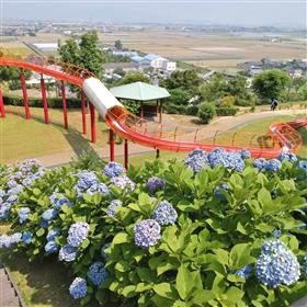 竜北公園の紫陽花の写真