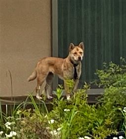 迷い犬写真